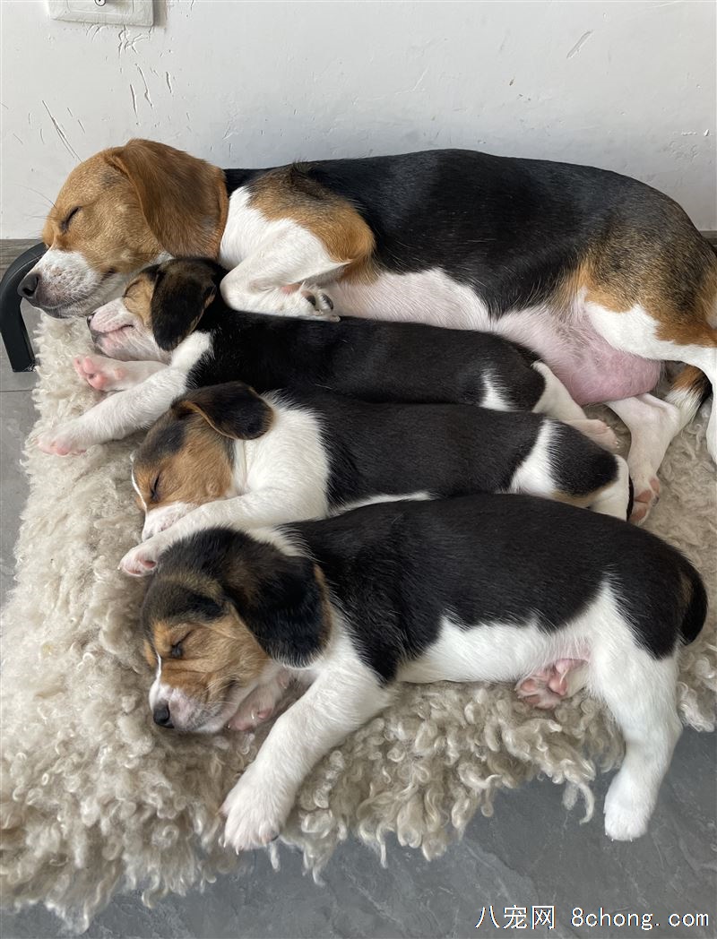 比格幼犬，自养